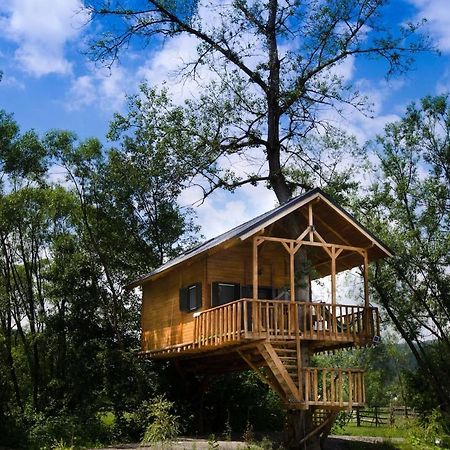 Cuibul Vulturilor - Casuta In Copac Vila Moisei Exterior foto